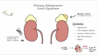 Aldosterone Mechanism of Action [upl. by Devondra]