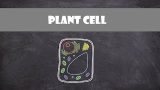 Plant Cell Eukaryote Structure and Function  Cell Biology [upl. by Eceinert]