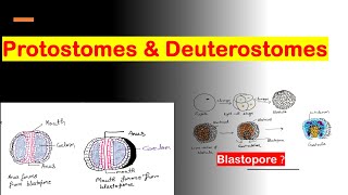 Protostomes and Deuterostomes [upl. by Ahsinrev526]