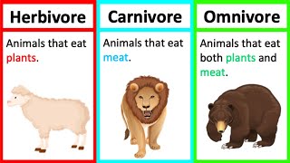 Herbivore Carnivore amp Omnivore  Types of animals  Whats the difference [upl. by Fawcette828]