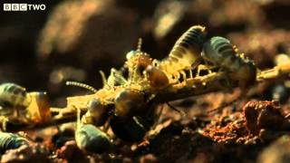 The Giant Anteater and the Termites  Secrets of our Living Planet  Episode 2  BBC [upl. by Enelime]