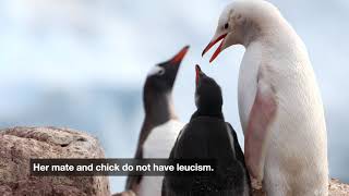 White Gentoo Penguin [upl. by Niro]