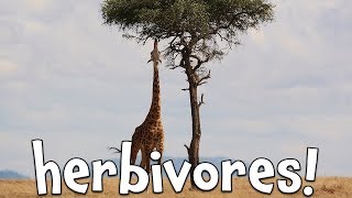 Herbivores Learning Herbivore animals for Kids [upl. by Mahla]