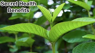 15 Health Benefits of Guava Leaves That You Should Know [upl. by Leirbag]