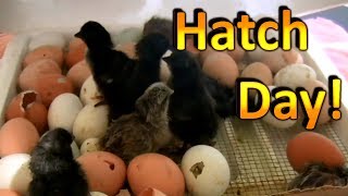 How to Hatch Chicken Eggs Part 6 Chicks are Hatching and going into the Brooder [upl. by Eceined538]