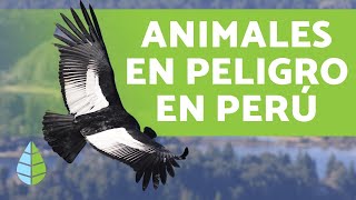 8 animales en PELIGRO DE EXTINCIÓN en PERÚ  Nombres y Datos 2019 [upl. by Sams658]