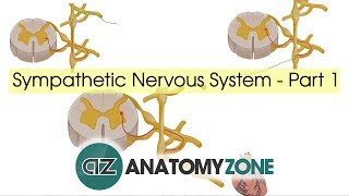 Sympathetic Nervous System Anatomy  Part 1 [upl. by Martreb]