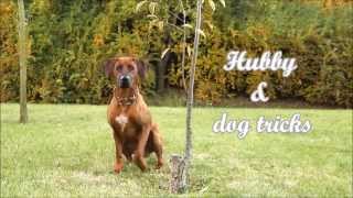 Rhodesian ridgeback Hubby amp dog tricks  almost 2 years [upl. by Caprice]