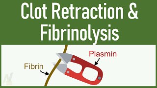 Clot Retraction amp Fibrinolysis [upl. by Bluefarb46]