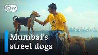 Mumbais street dogs get some lovin  DW Stories [upl. by Yruy]