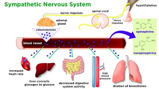 The Physiology of Emotion and Stress [upl. by Lemrej]