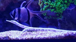 Feeding Dragon Pipefish  2017  Red Sea Reefer 525 XL [upl. by Dudden812]