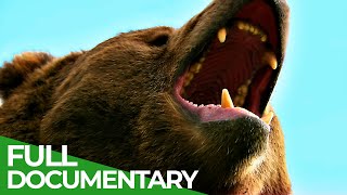 Wildlife  Episode 6 Bears  Free Documentary Nature [upl. by Inoy]