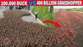 Watch How the 100 Thousand Duck Army Equipped to Fight Grasshoppers [upl. by Pickard]