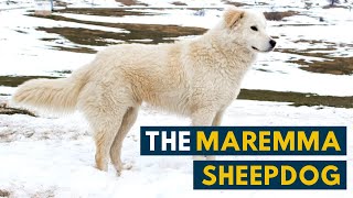 Maremma Sheepdog 7 Reasons Why We Love The Italian Flock Guardian [upl. by Hall]