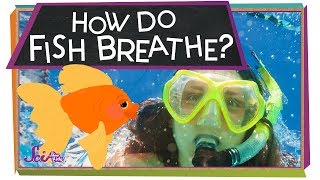 How Do Fish Breathe  Animal Science for Kids [upl. by Ulric487]