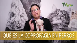 Que es la coprofagia en perros  TvAgro por Juan Gonzalo Angel Restrepo [upl. by Ayotaj]