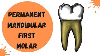 Permanent Mandibular First Molar  Dental Anatomy [upl. by Noived751]